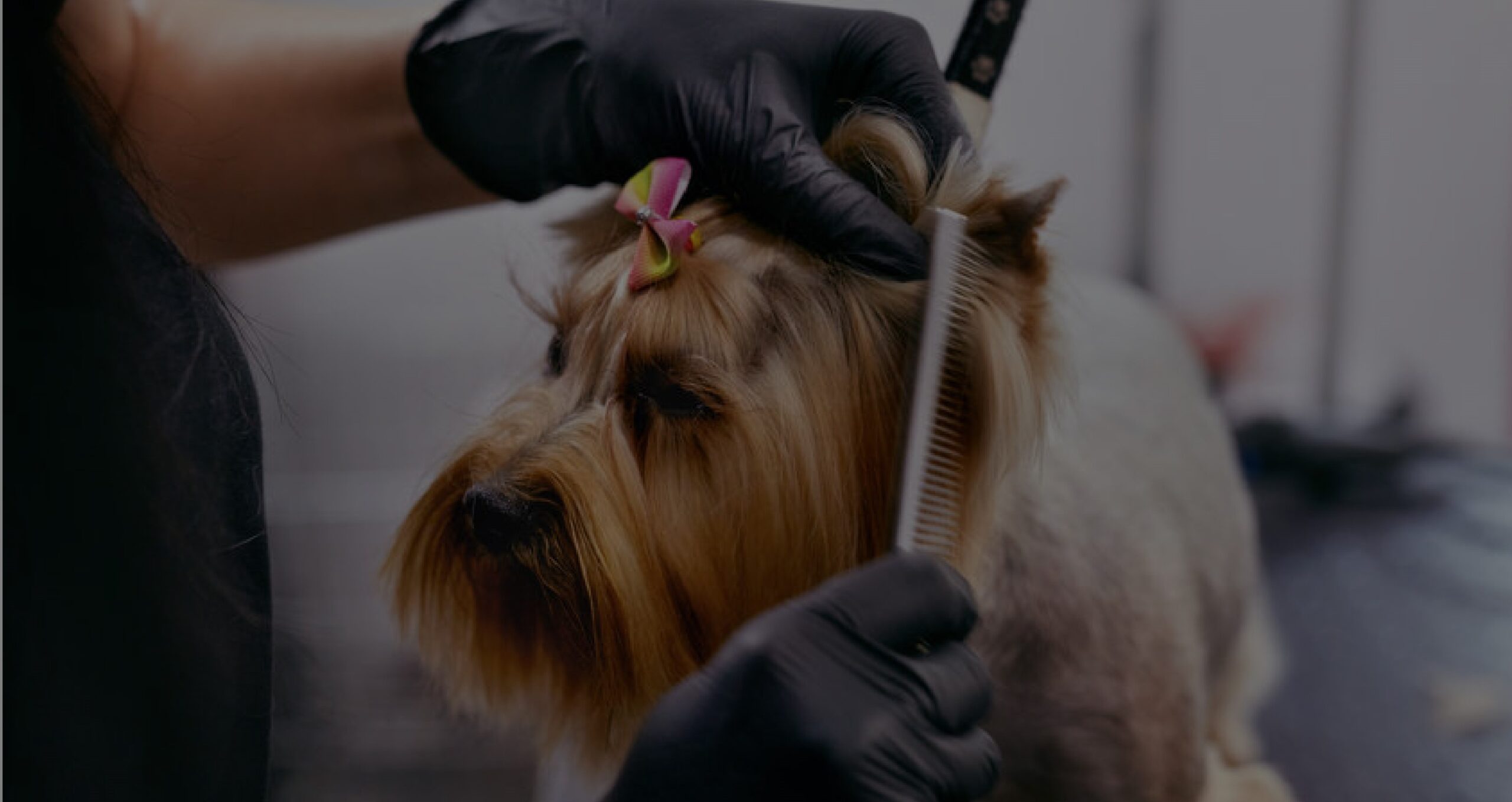 Dog Grooming Training Woofs Academy Level 2 City and