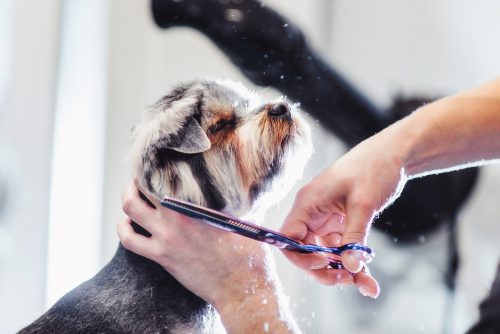 Dog Grooming Course Training Woofs Academy Washington